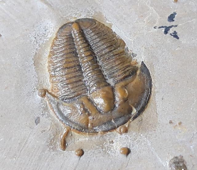 Elrathia kingii (MEEK 1870) - Bild © FossNet FossilienStore